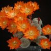 Rebutia_narvaecensis